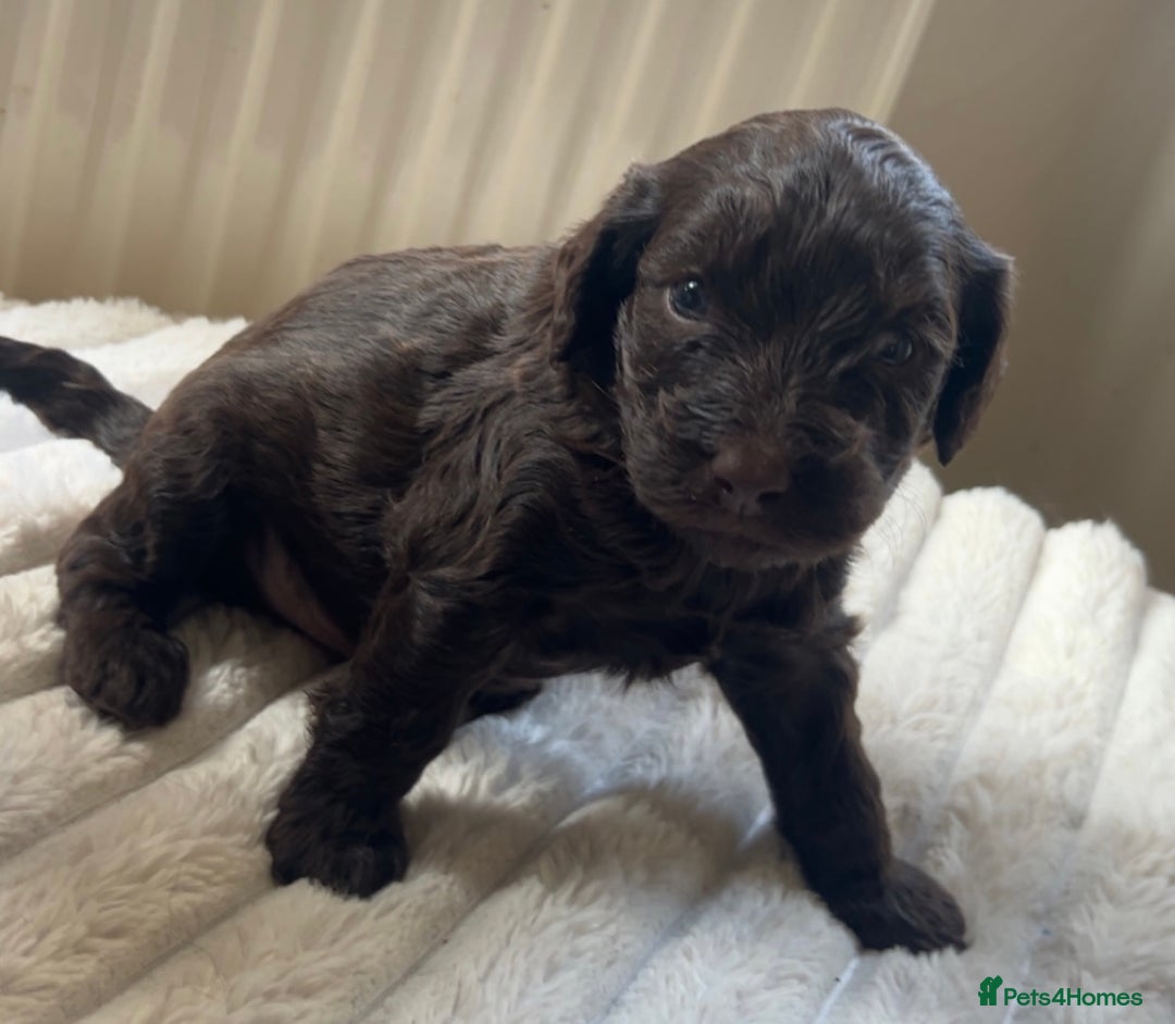Cockapoo dogs for sale: 🌈 Outstanding rainbow Cockapoo Puppies 🐶 - Image 9