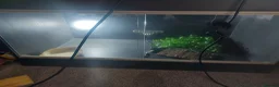 Python Snake reptiles for sale: Ball python with full set up in Manchester - Advert 4