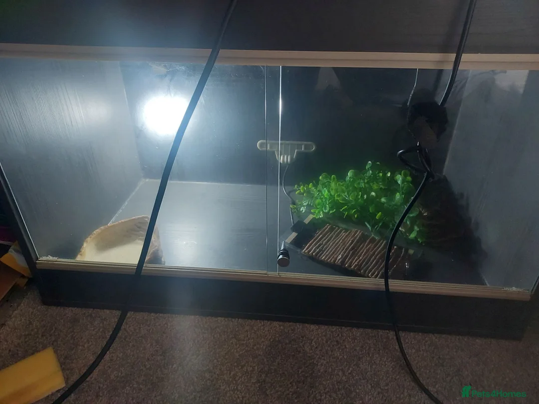 Python Snake reptiles for sale: Ball python with full set up in Manchester - Advert 4