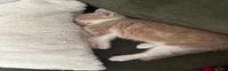 Mixed Breed cats for sale: Kittens Looking for Their Forever Homes 🐱❤️ in Gloucester - Advert 8
