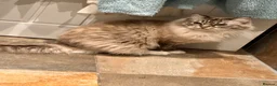 Ragdoll cats for sale: Rehoming our beloved Bonnie girl  - Advert 5