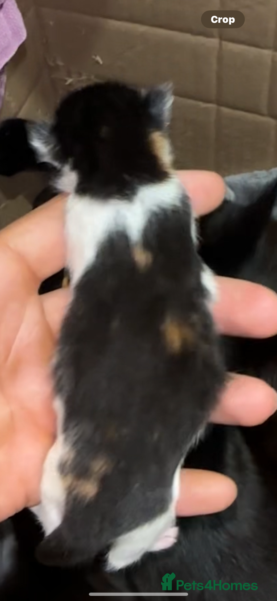 Norwegian Forest Cat cats for sale: Kittens for sale  - Image 15