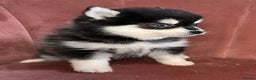 Pomsky dogs for stud: Pingu Jnr Stunning Husky marked Toy Pomsky Stud  in Romford - Advert 6