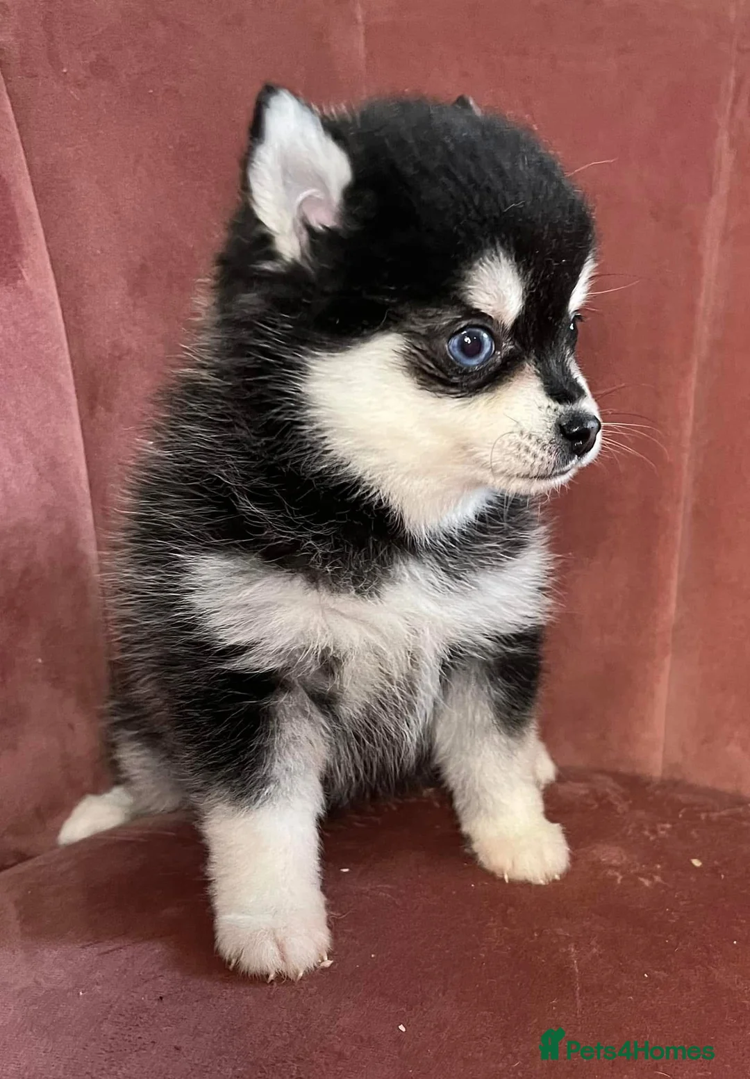 Pomsky dogs for stud: Pingu Jnr Stunning Husky marked Toy Pomsky Stud  in Romford - Advert 6