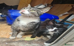 Mixed Breed cats for sale: Kittens ready now  - Image 5