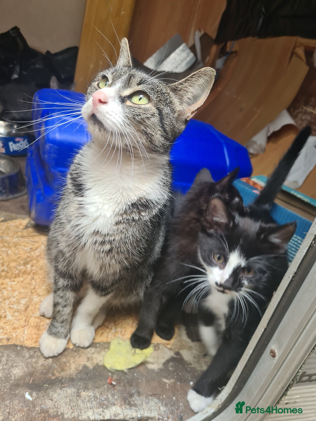 Mixed Breed cats for sale: Kittens ready now  - Image 5
