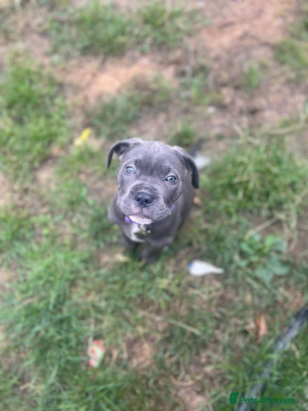 Mixed Breed dogs for sale: Looking for a good home for my dog!  - Advert 2