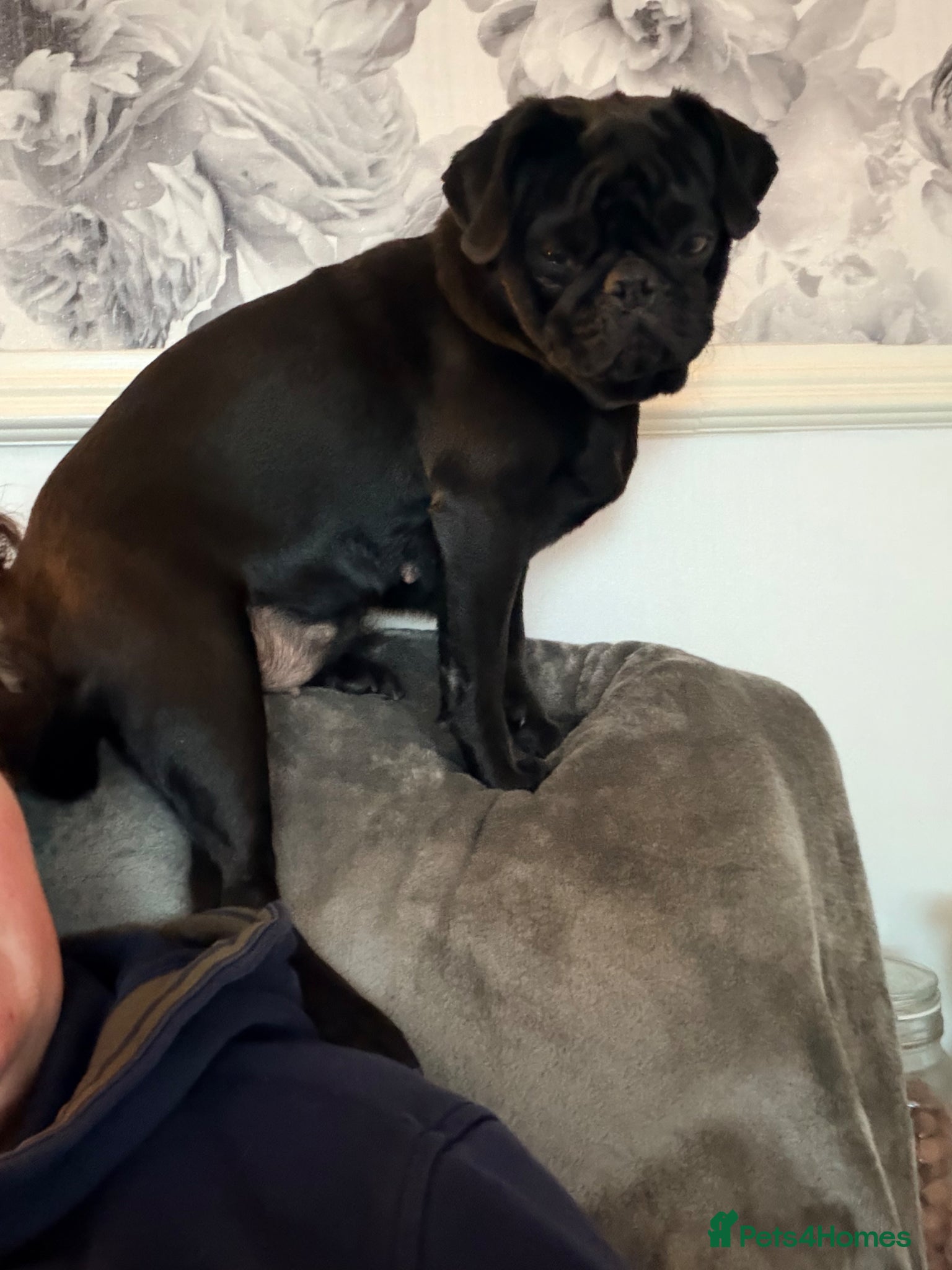 Pug dogs 11 months old female pug - Advert 1