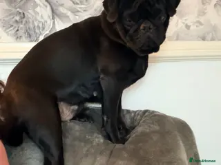 Pug dogs 11 months old female pug - Advert 1