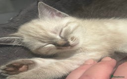 Birman cats for sale: Beautiful pedigree kittens for sale  - Image 11