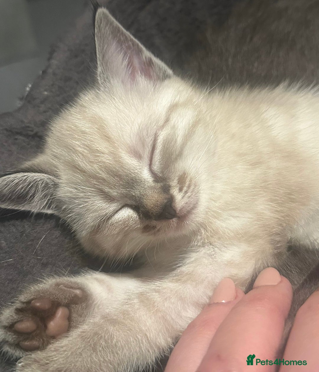 Birman cats for sale: Beautiful pedigree kittens for sale  - Image 11