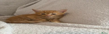 Domestic Shorthair 1