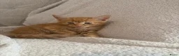 Domestic Shorthair cats for sale: Ginger Domestic short hair - Advert 3