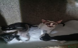 Oriental cats for sale: Oriental kittens - Image 10