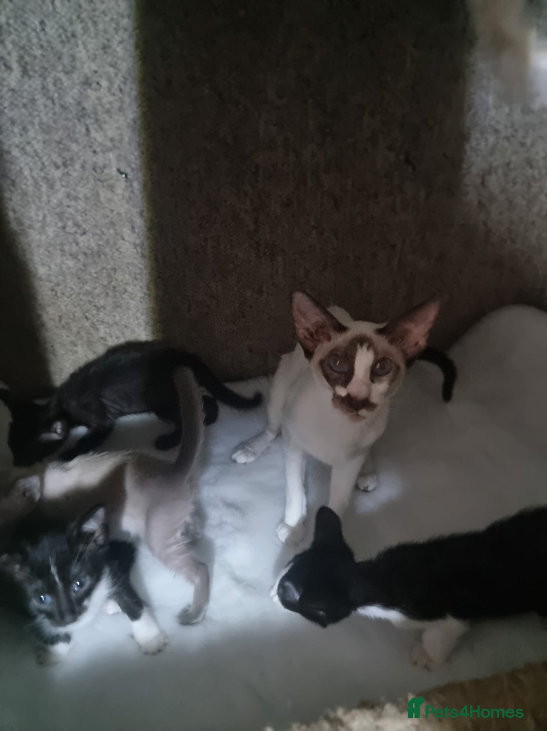 Oriental cats for sale: Oriental kittens - Image 10