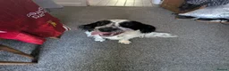 Sprocker dogs for sale: Looking for a new home please read info - Advert 10