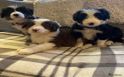 Bearded Collie dogs for sale: 💥3/4 beautiful BEARDIE BOY! 💥 - Advert 3
