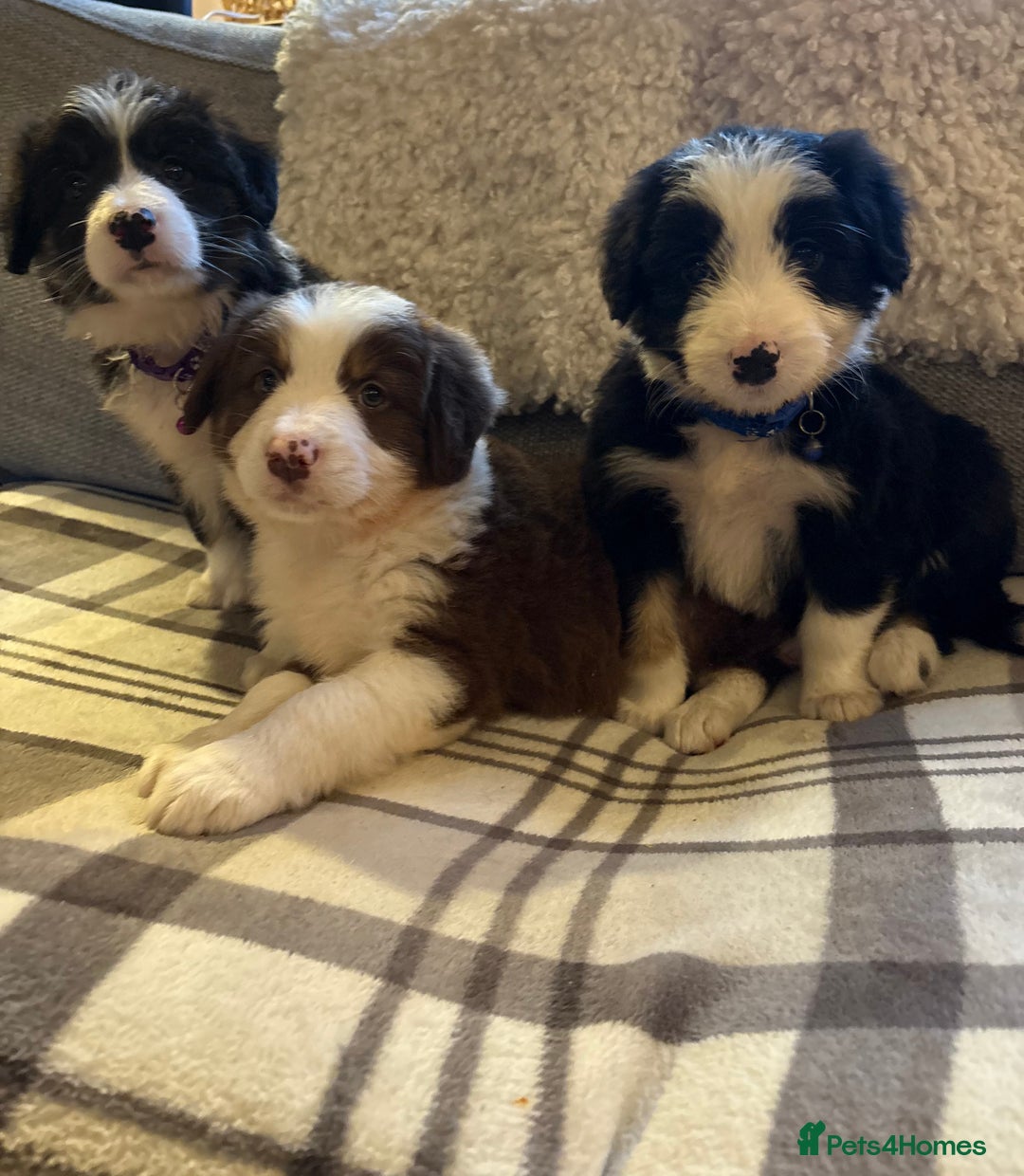 Bearded Collie dogs for sale: 💥3/4 beautiful BEARDIE BOY! 💥 - Advert 3