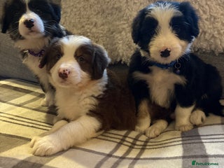 Bearded Collie dogs - Advert 1