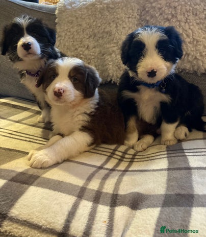 Bearded Collie dogs - Advert 1