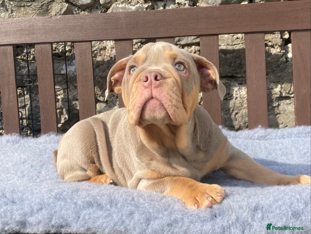 English Bulldog dogs for sale: Our last girl reduced KC reg English bulldog puppy - Image 15