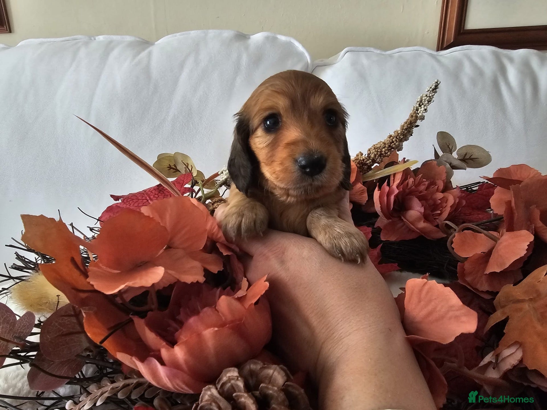Miniature Dachshund dogs Stunning kaninchen shaded cream mini dachshunds - Advert 1