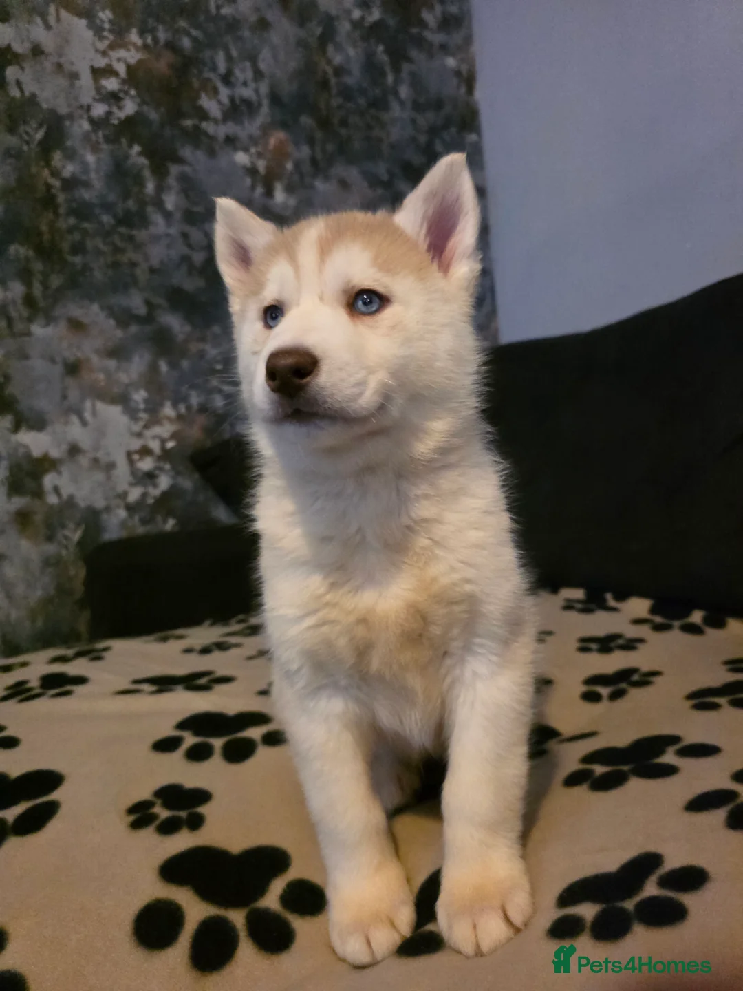 Siberian Husky dogs for sale: Siberian Huskies 1 girl available - Advert 6