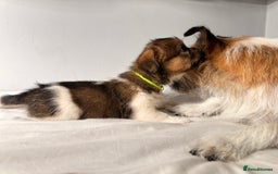 Mixed Breed dogs for sale: Stunning Jack tzu puppies. Jack Russell x Shih Tzu - Image 23
