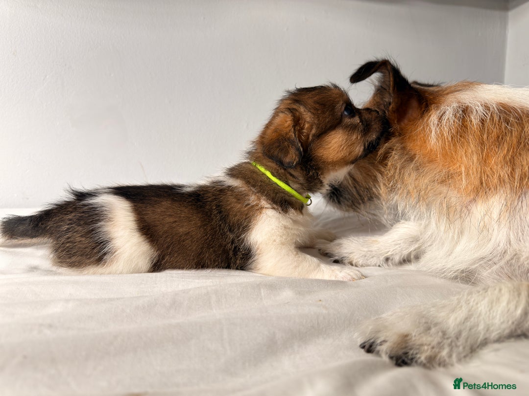 Mixed Breed dogs for sale: Stunning Jack tzu puppies. Jack Russell x Shih Tzu - Image 23