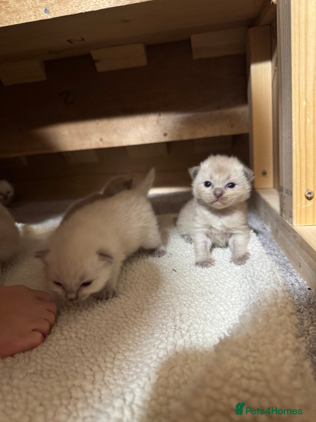 Ragdoll cats for sale: Ragdoll kittens for sale - Image 4