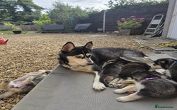 Siberian Husky dogs for sale: Beautiful Male and Female Husky pups  - Image 10