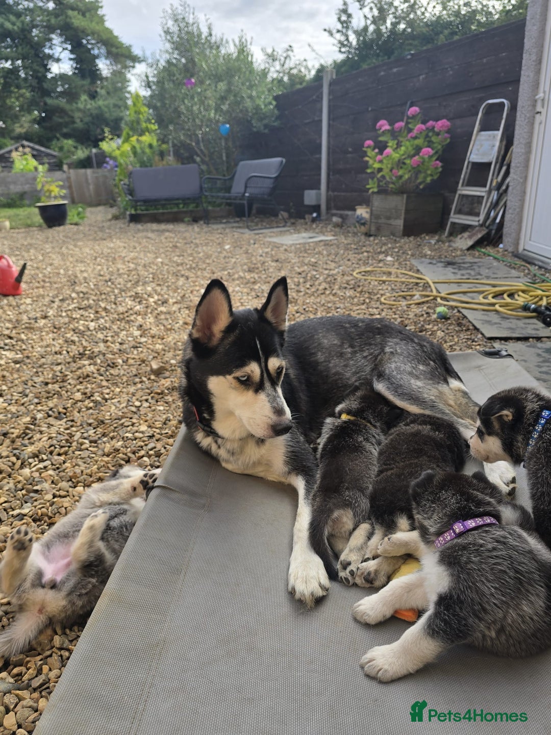 Siberian Husky dogs for sale: Beautiful Male and Female Husky pups  - Image 10