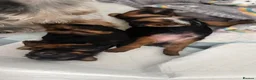 Yorkshire Terrier dogs for sale: Yorkshire terrier puppy's for sale  - Advert 7