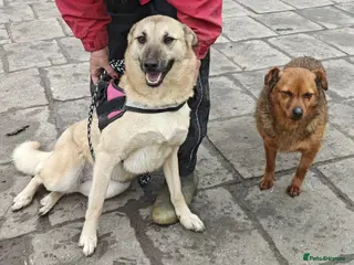 Mixed Breed dogs ❤️🐶 STACY – JOYFUL, LOVING AND WELL-BEHAVED - Advert 8