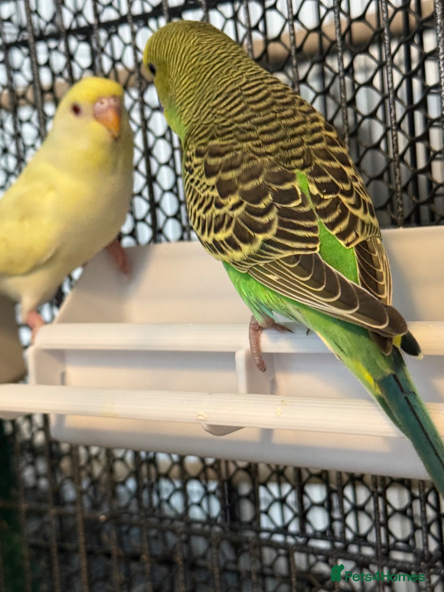 Budgerigars birds Pair 9 week old baby budgies available in Runcorn - Advert 2