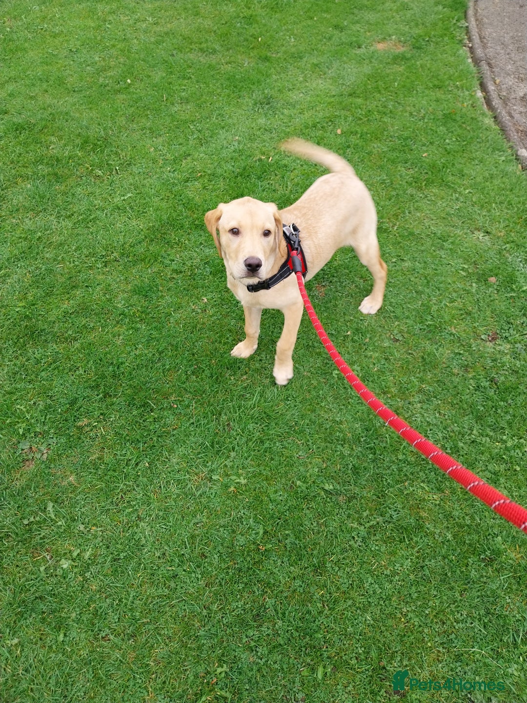 Labrador Retriever dogs for sale: Red fox/fawn Labrador 7 month old  - Advert 4