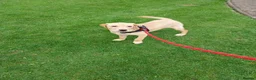 Labrador Retriever dogs for sale: Red fox/fawn Labrador 7 month old  - Advert 4