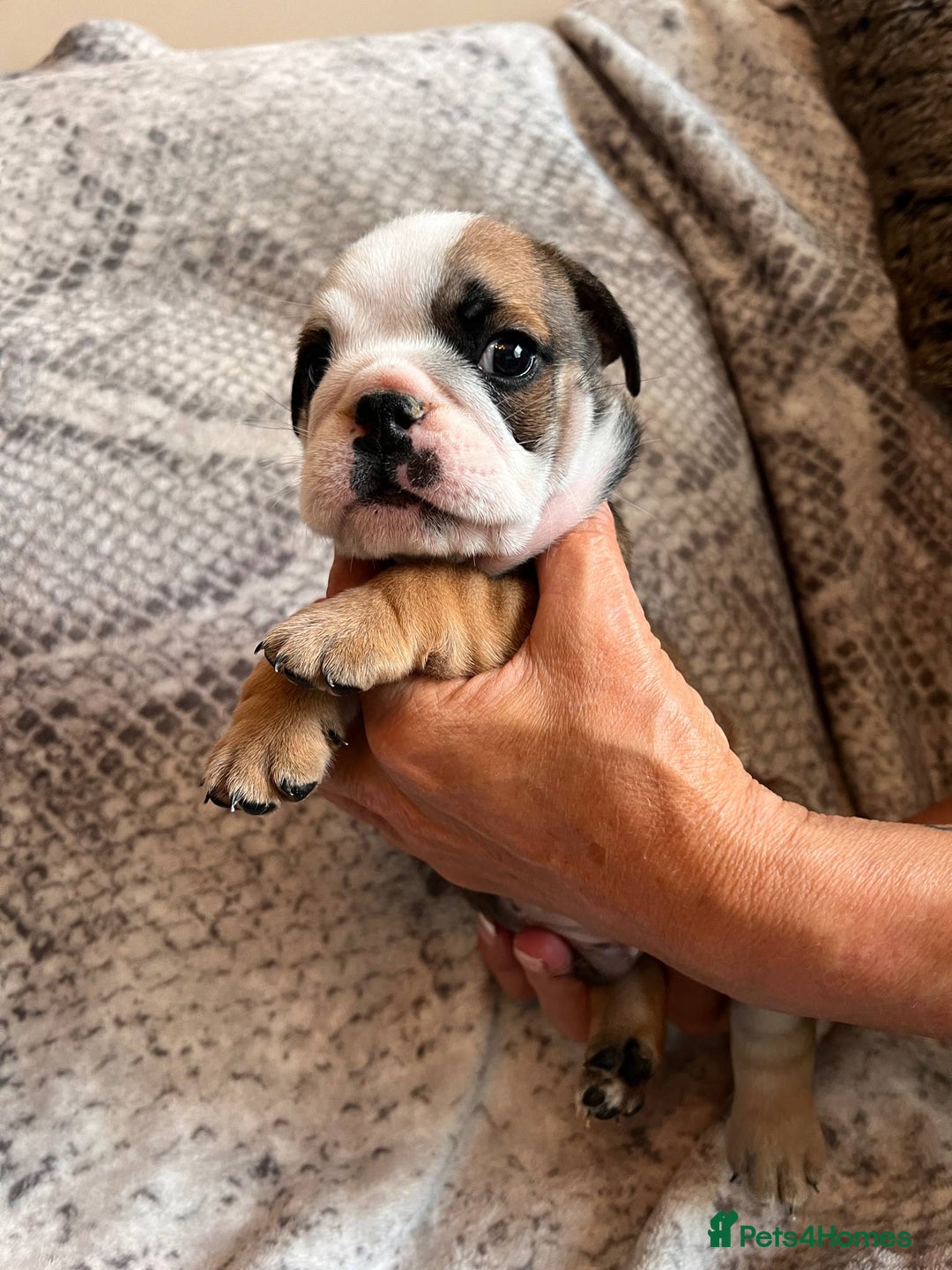 English Bulldog dogs for sale: 🔥 Traditional English bulldog puppies  🔥 - Image 5