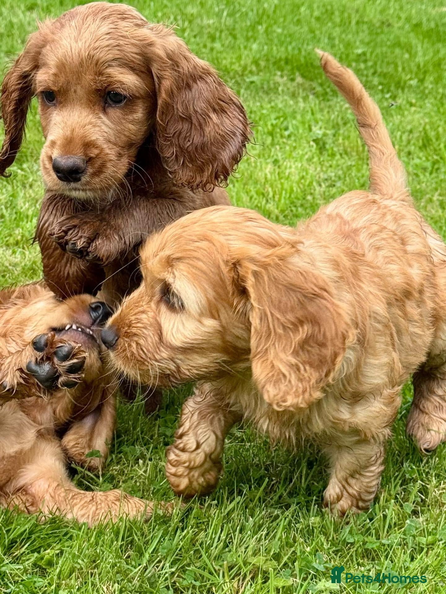 Cockapoo dogs F2 Beautiful Smooth Coated Cockapoos!  - Advert 1