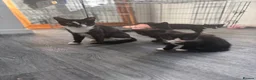 British Shorthair cats for sale: Kittens  - Advert 11