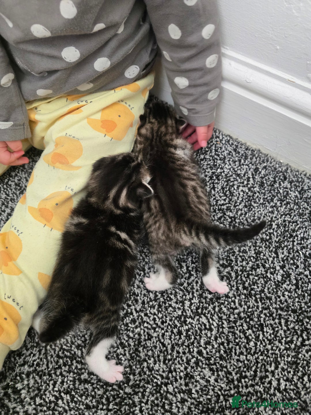 Mixed Breed cats for sale: Kittens boys mixed breed fluffy  - Image 9