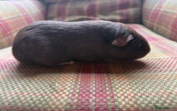 Guinea Pig rodents for sale: Beautiful guinea pig babies - Advert 2