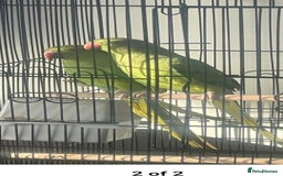 Ringnecks birds for sale: Indian ring nack parrot  - Image 4