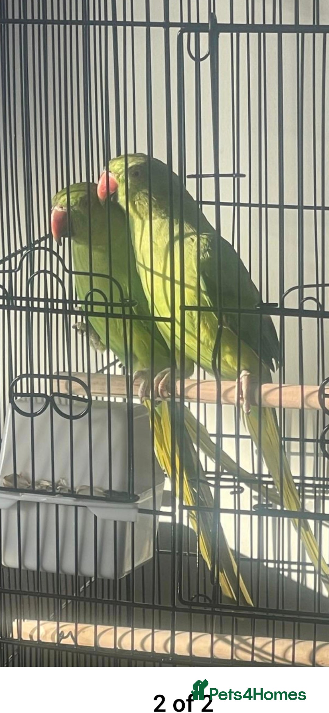 Ringnecks birds for sale: Indian ring nack parrot  - Image 4