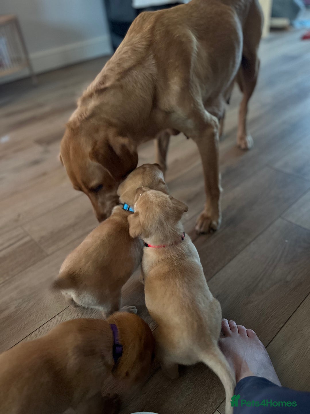 Labrador Retriever dogs for sale: Beautiful fox red puppies  - Advert 3