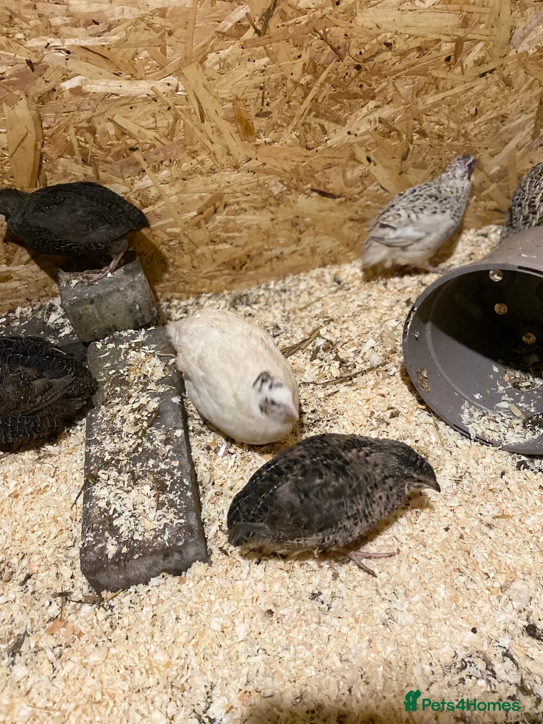 Quail poultry for sale: Coturnix quails from day olds to laying females - Advert 4