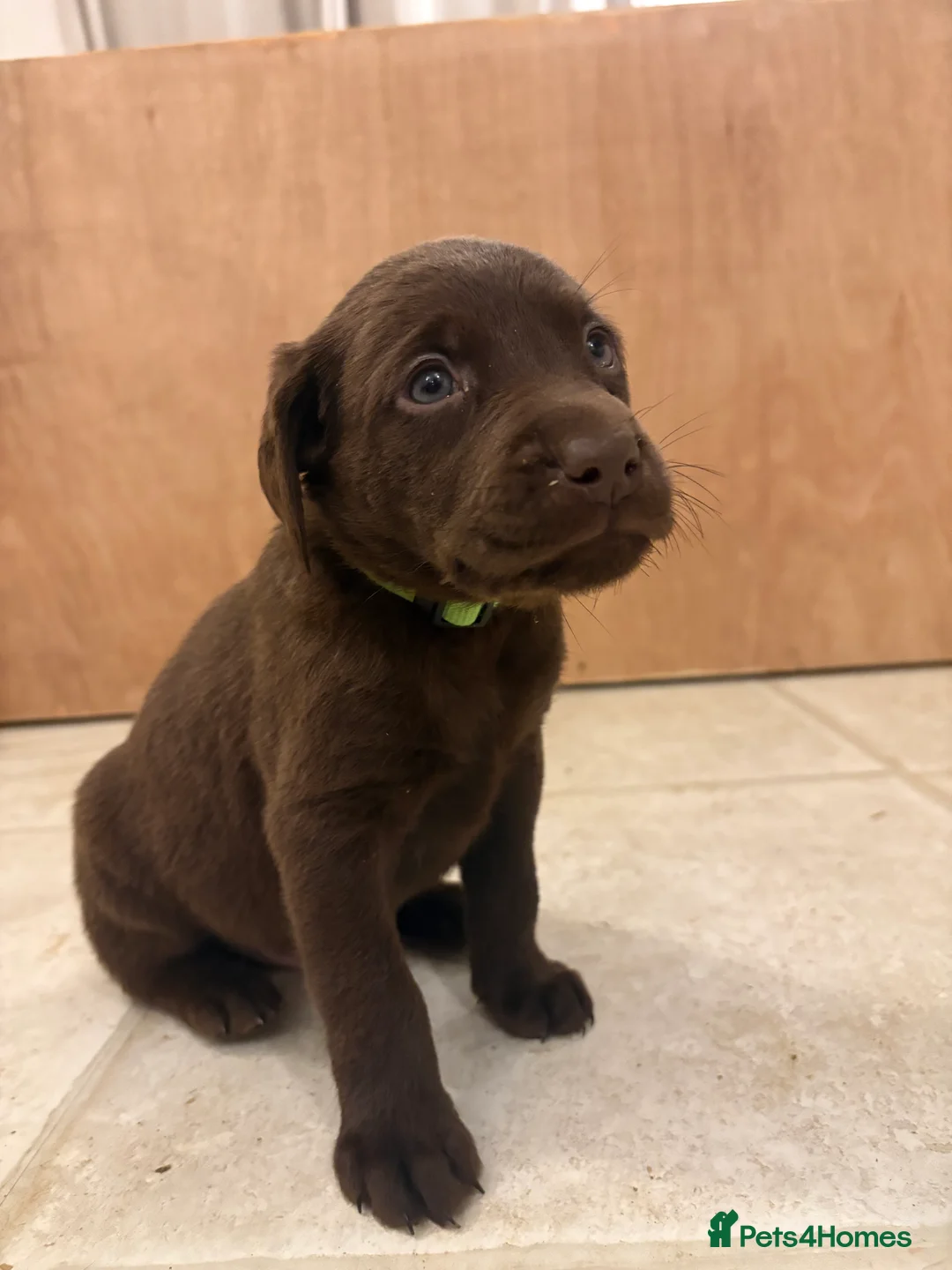 Labrador Retriever dogs for sale: ⭐️Gorgeous Kc Chocolate Labrador Puppies⭐️ - Advert 22