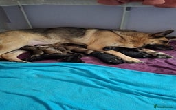 German Shepherd dogs for sale: 10 Germans Shepherd Puppys - Image 1