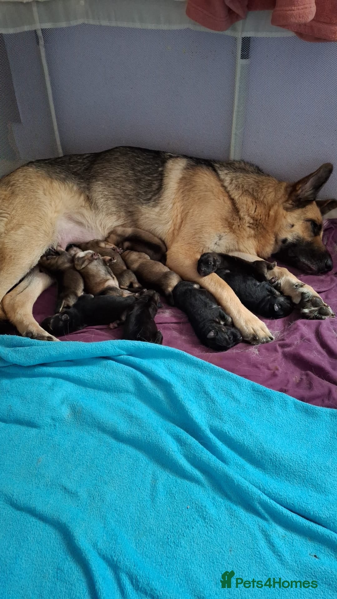 German Shepherd dogs for sale: 10 Germans Shepherd Puppys - Image 1