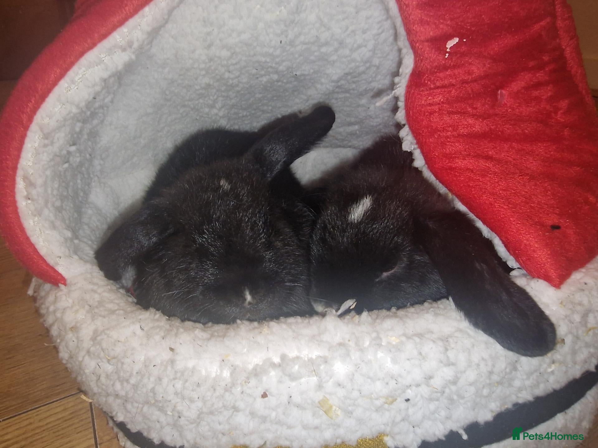 Mini Lop rabbits Mum and dad - Advert 1